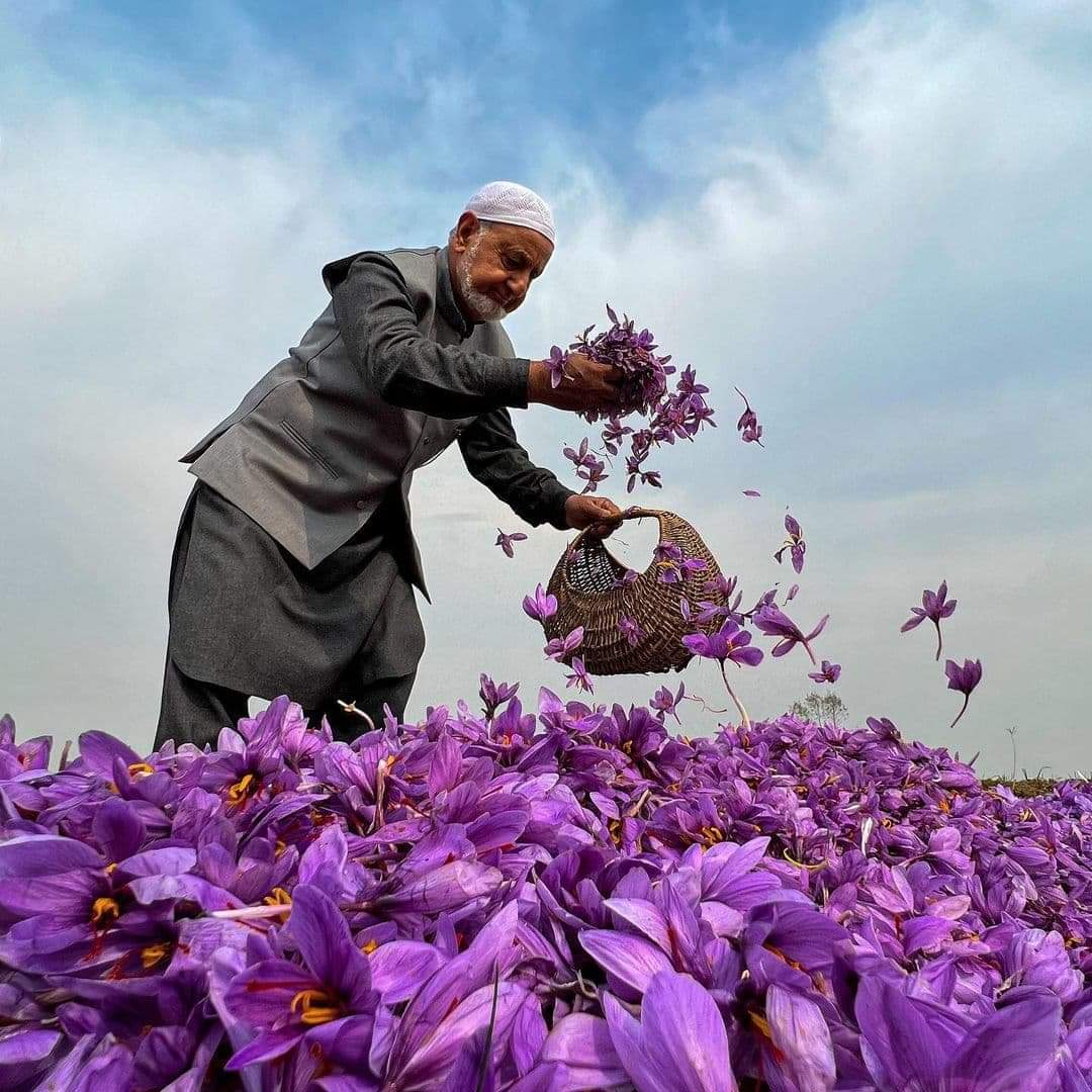 A saffron farmer gathering crocus flowers into a basket in a field at Pampore, Kashmir