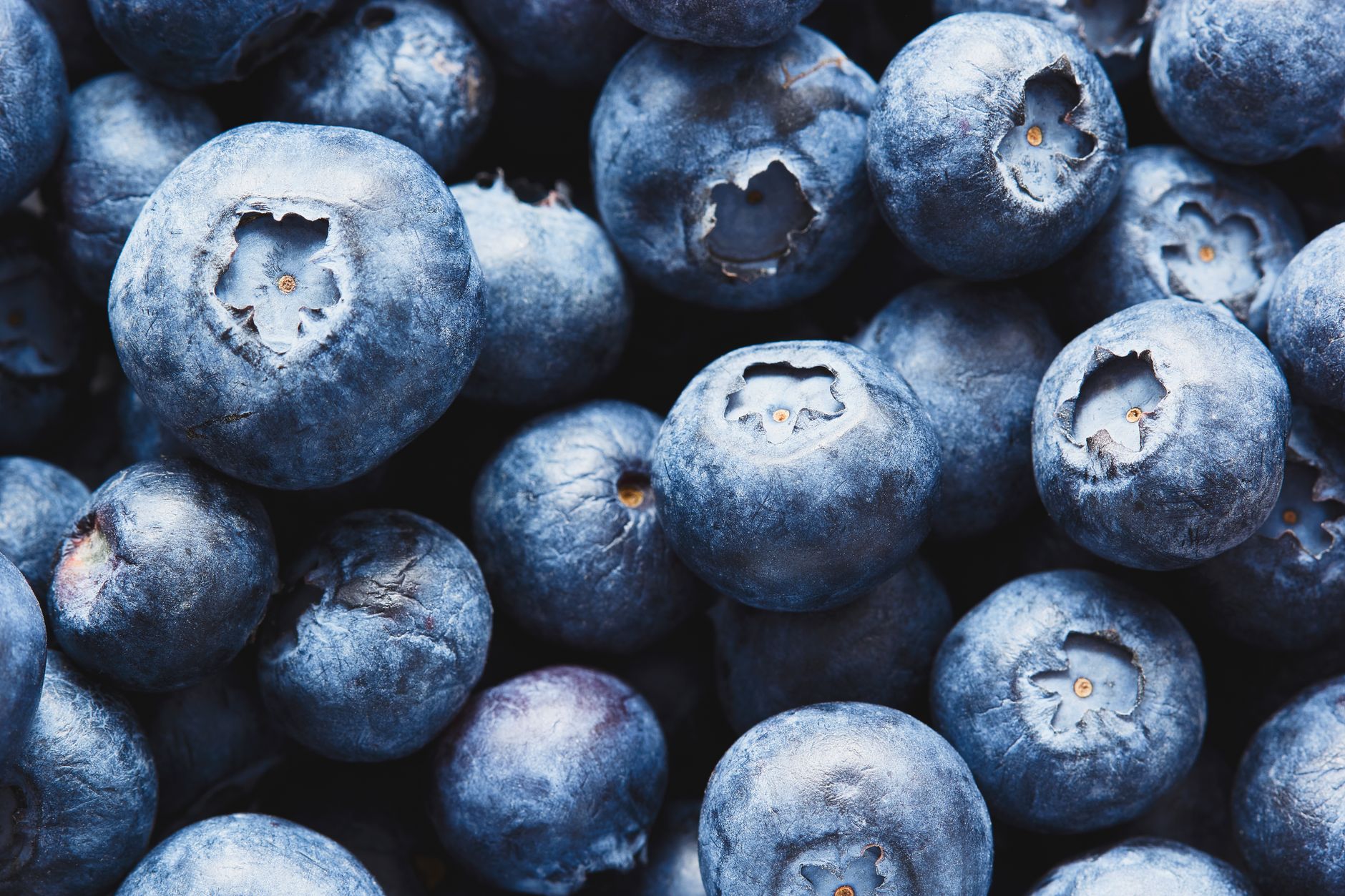 Macro of blueberries showing their frosted bloom