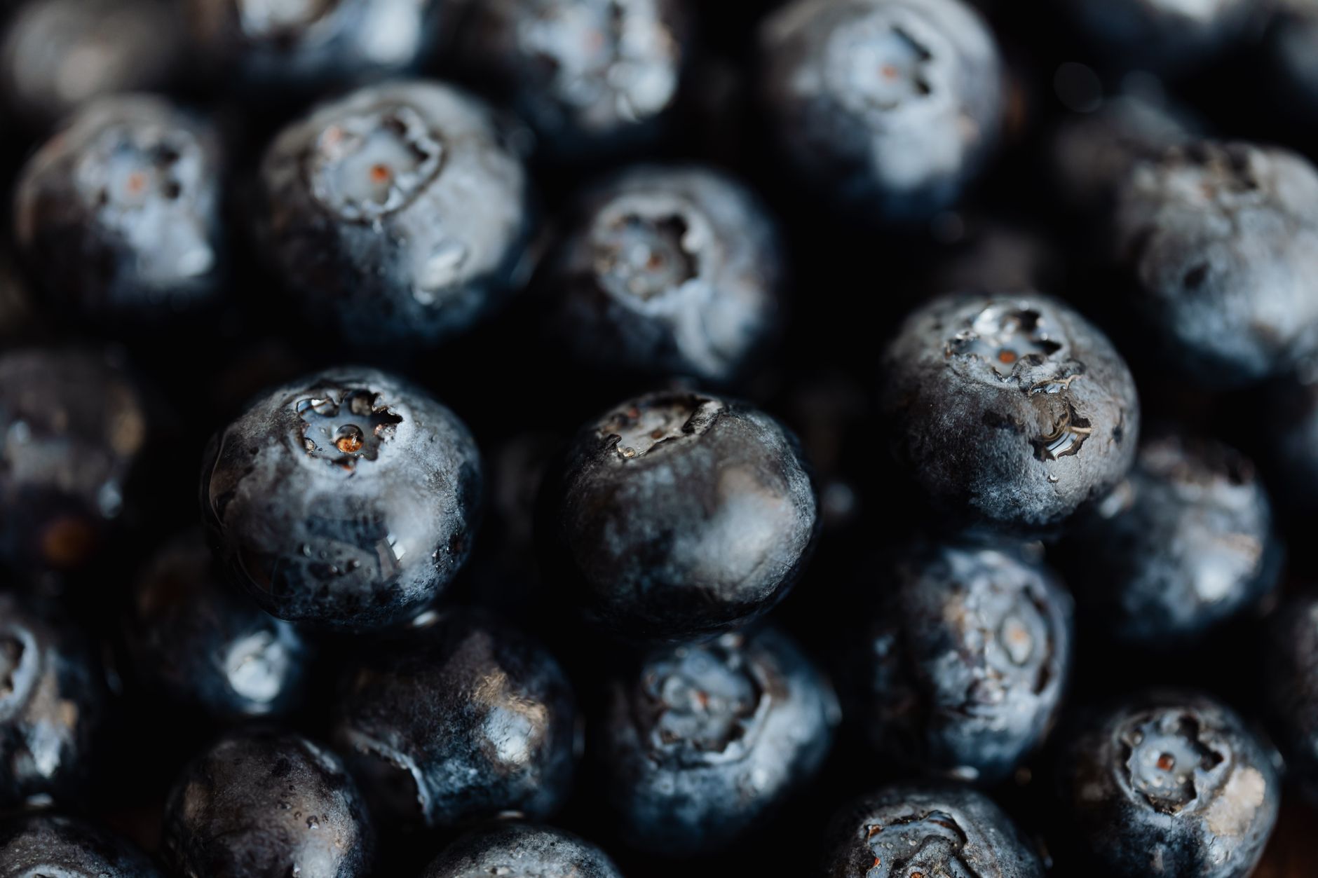 Dried blueberries in shadow, skins still bloomed