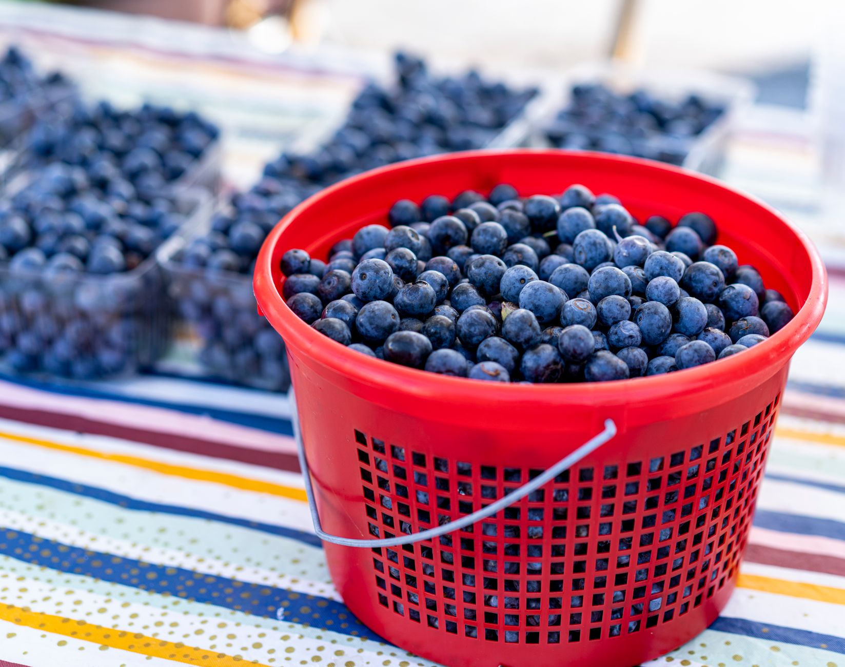 A punnet of just-picked blueberries