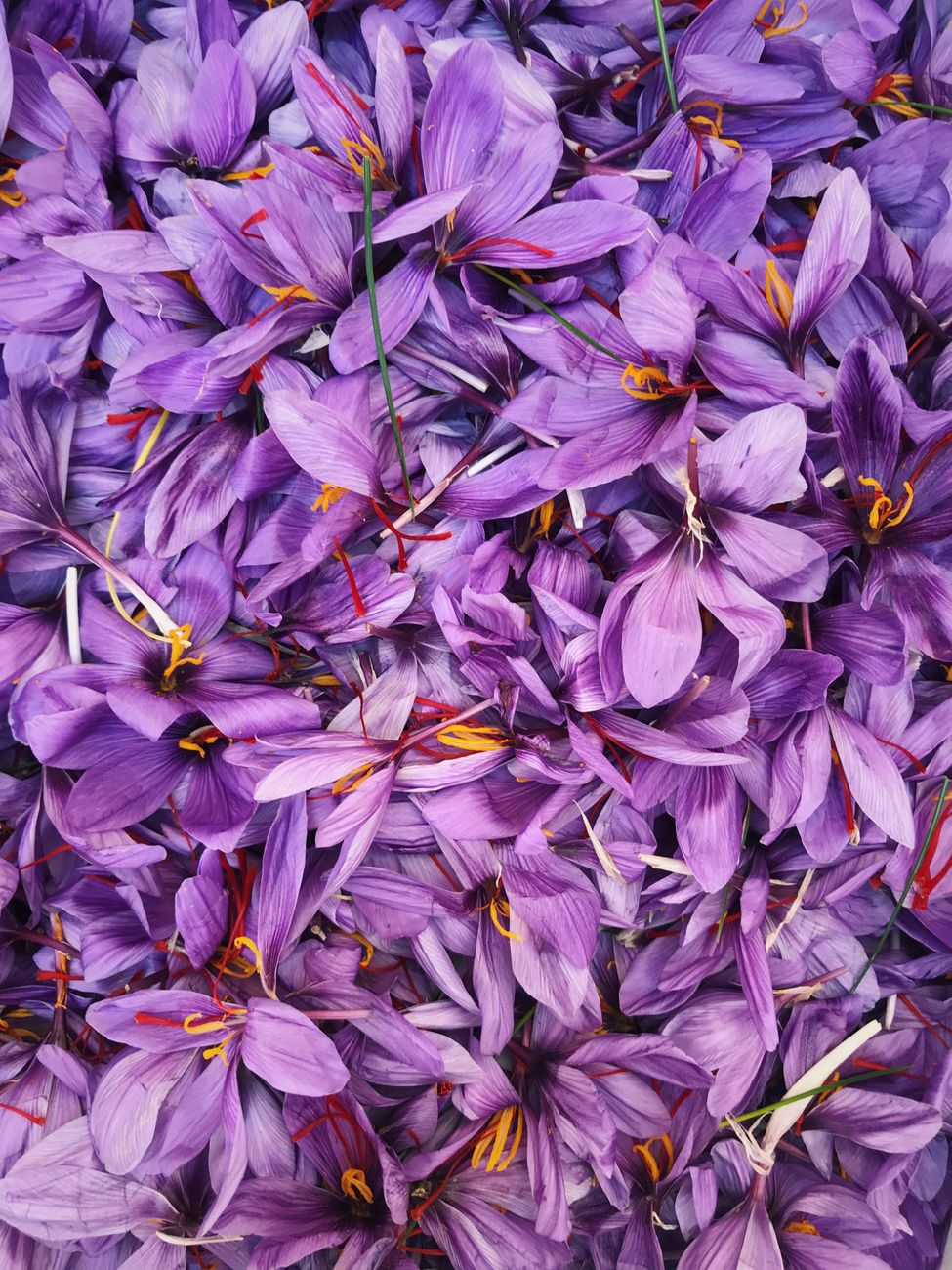 Freshly picked Crocus sativus blooms heaped after the dawn harvest