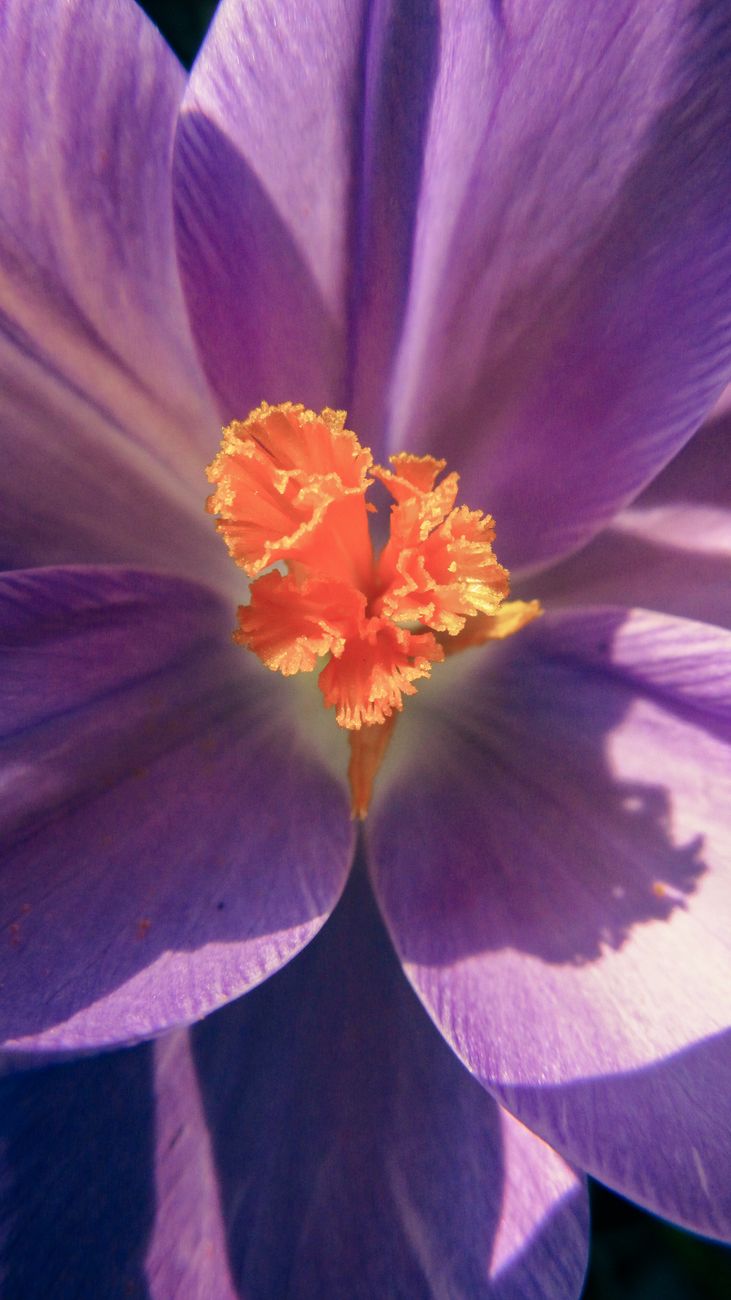 Macro of a saffron crocus showing its three crimson stigmas