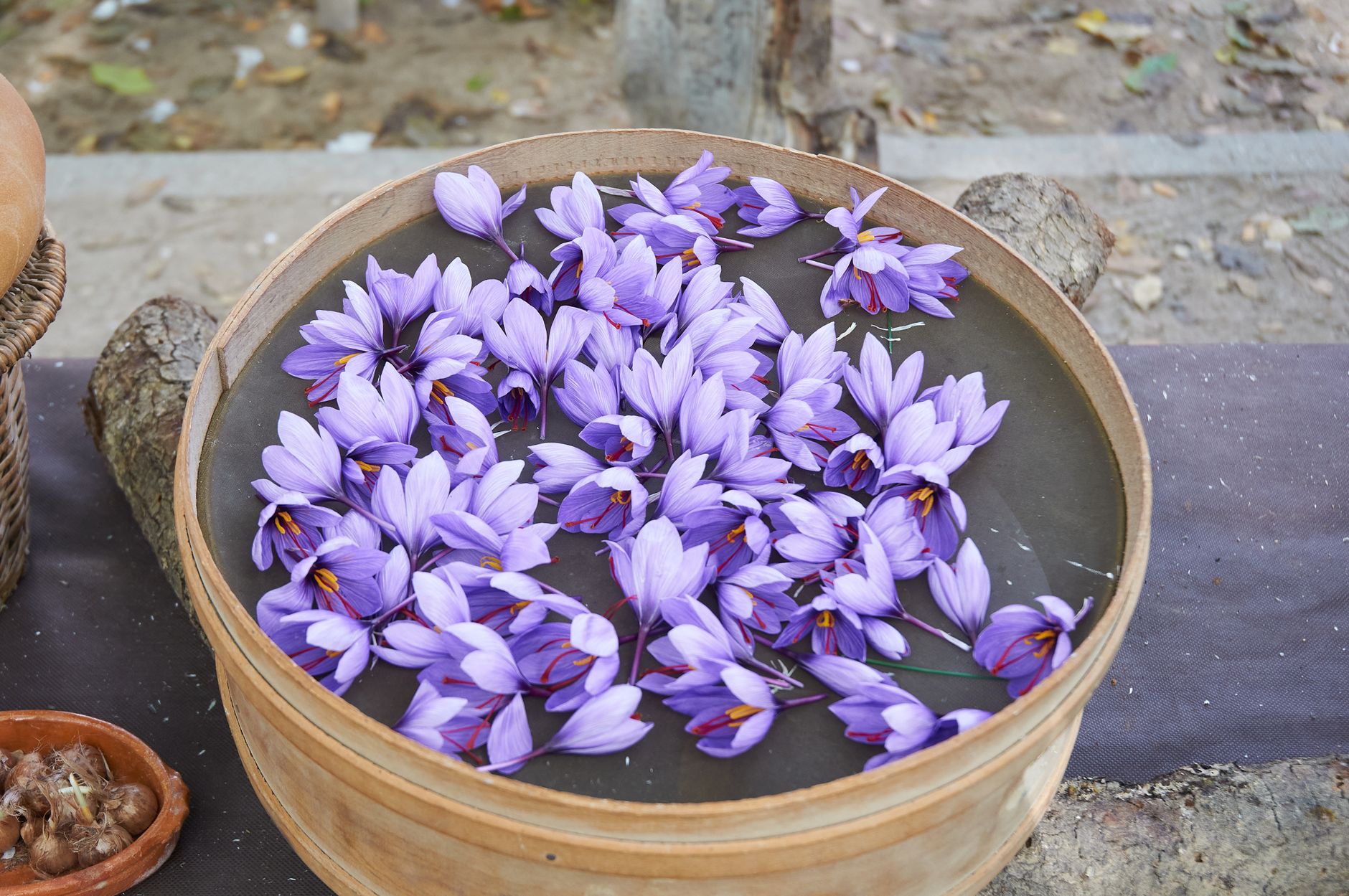 Wooden sieve of just-picked saffron crocus flowers