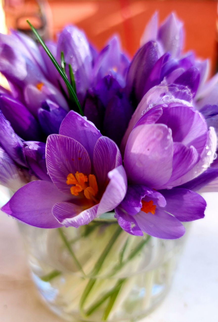 Cut saffron crocus blooms gathered in a glass