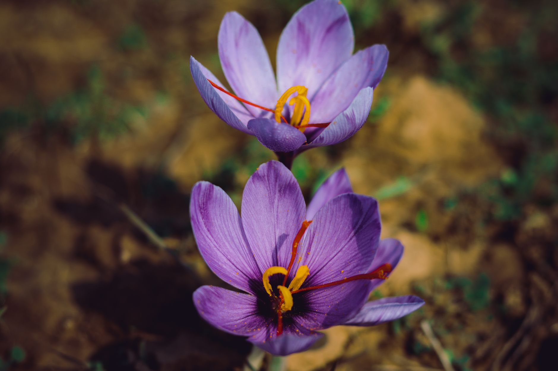 Saffron crocus in flower with red stigmas exposed