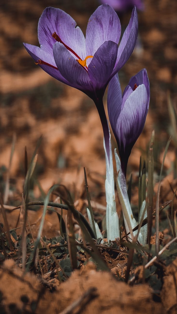 A single Crocus sativus opening in dry autumn ground
