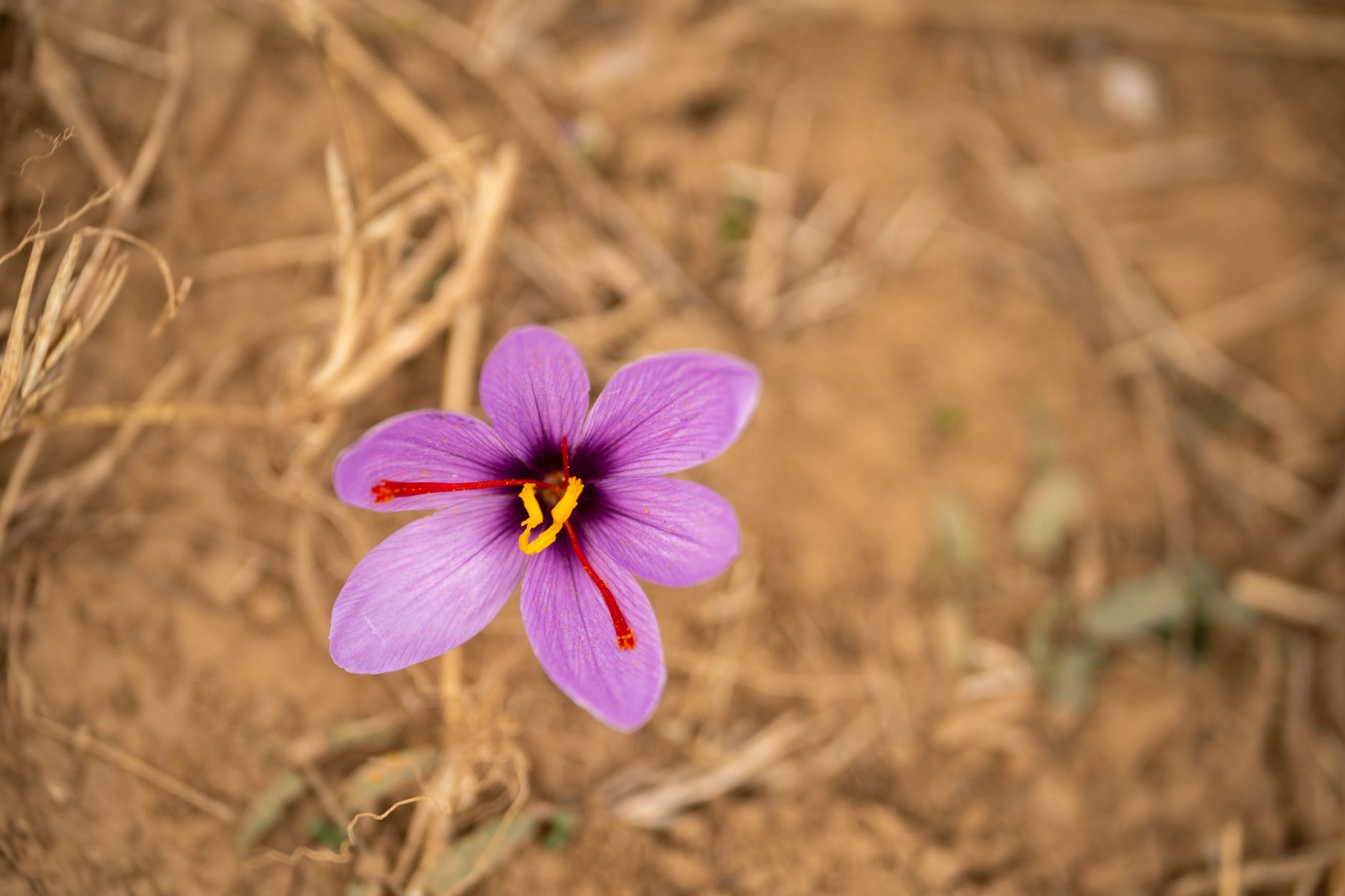 Pale saffron crocus flowering on bare earth