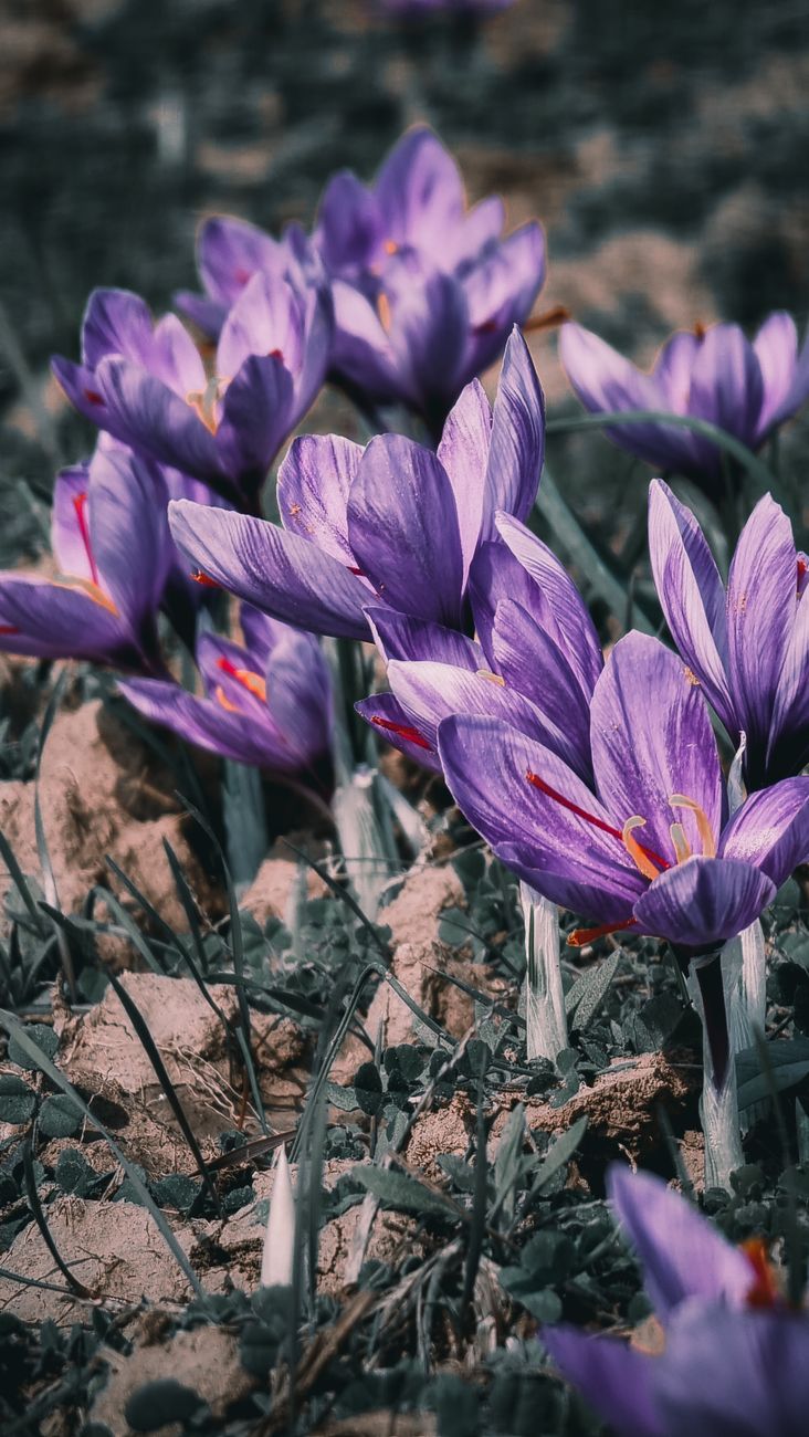 A cluster of saffron crocus flowering in the field